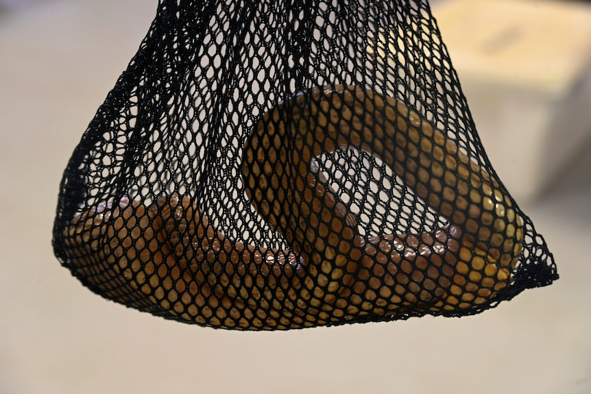 A sea snake in a mesh bag
