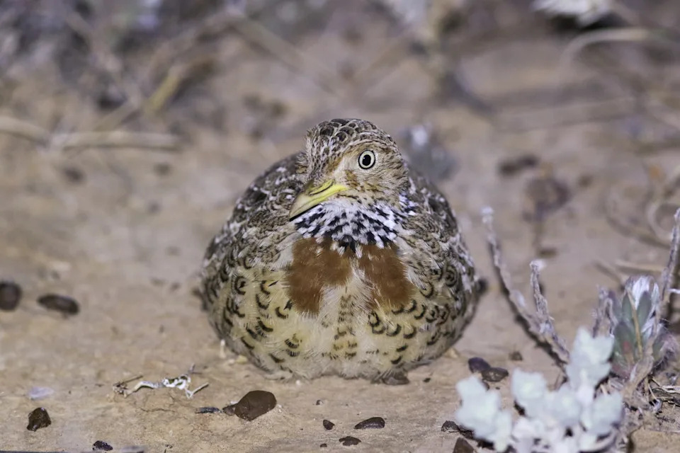 A plains wanderer sitting down at the North Australian Pastoral Company station.