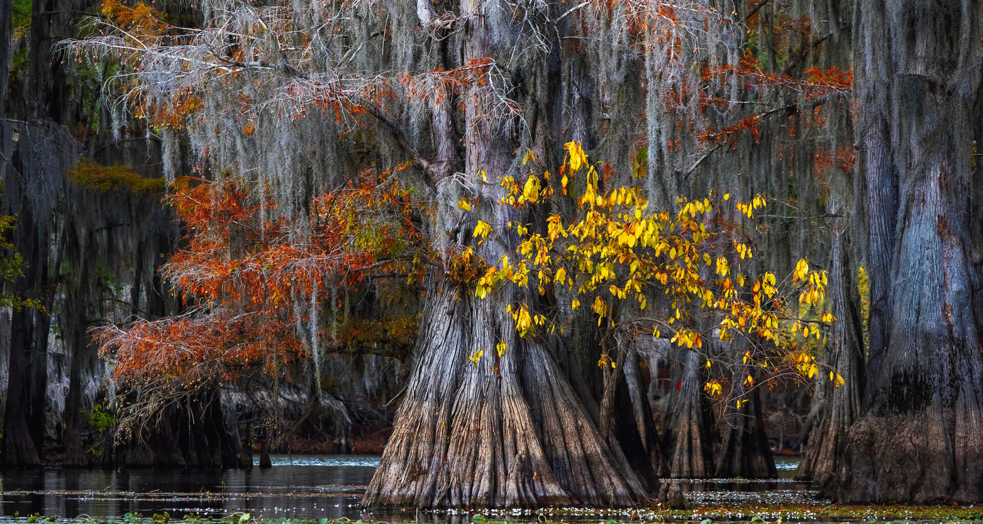 Unearthing climate secrets from ancient bald cypress trees