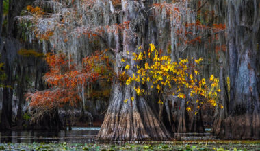 Unearthing climate secrets from ancient bald cypress trees