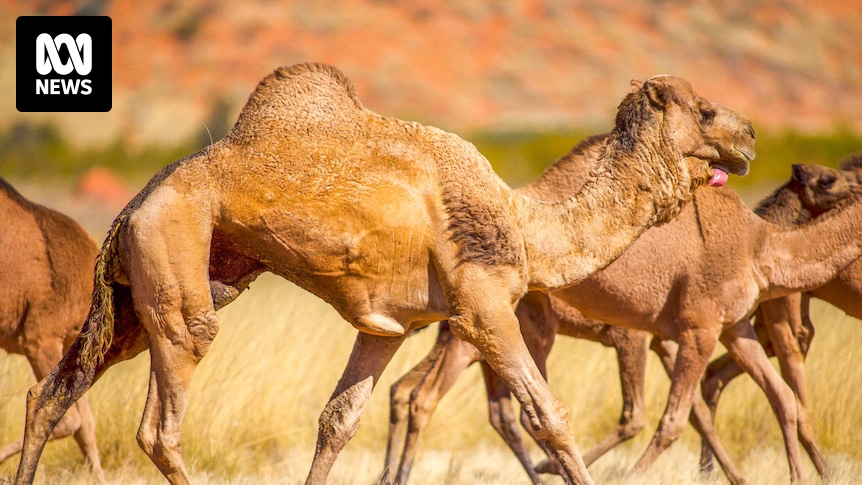 Camels dying from dehydration descend on APY Lands