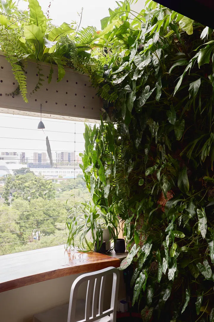 A curtain of plants drape the windows in architect interior designer Winston Lim (of Winstudio)’s 3-room HDB in Pasir Ris.