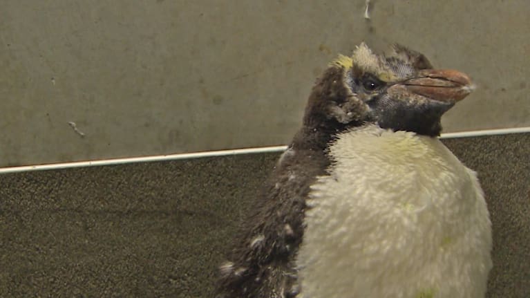 Albatrosses have long life expectancies.