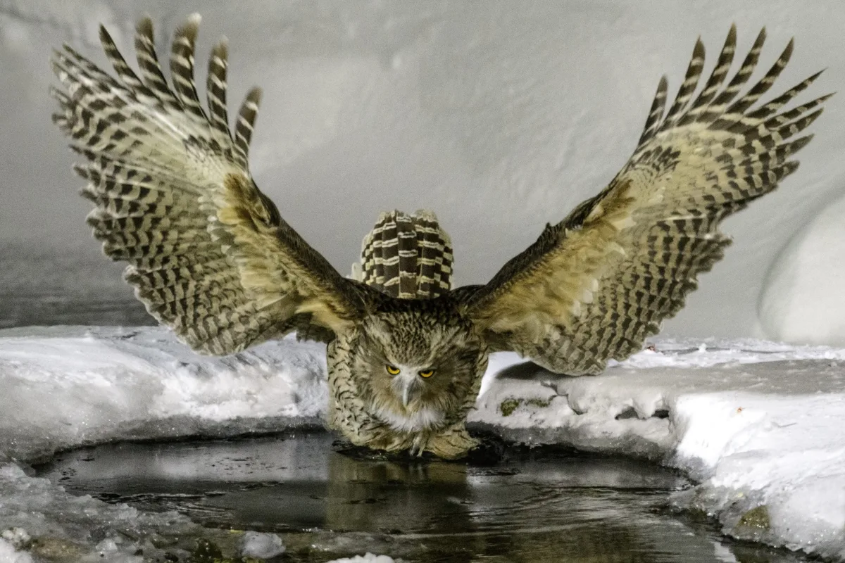 Blakiston's fish owl  - bird of prey 