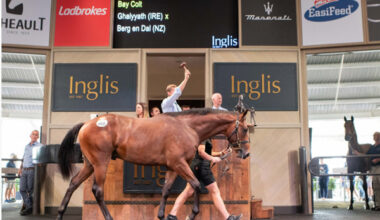 Sale-topper - the Kiwi bred Ghaiyyath (IRE) colt from Berg Den Dal.