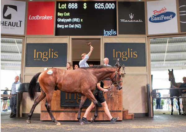 Sale-topper - the Kiwi bred Ghaiyyath (IRE) colt from Berg Den Dal.