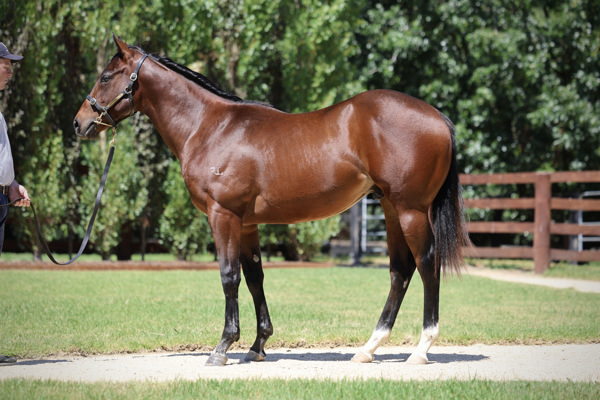 $400,000 Hellbent colt from Miramare (NZ).