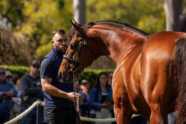 Coolmore will offer five yearlings by Home Affairs at Inglis Classic.