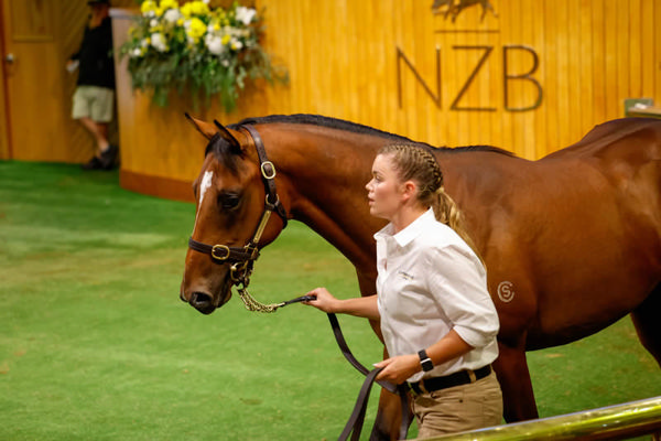 Star of the show, the Sword of State colt from Las Brisas (GB).