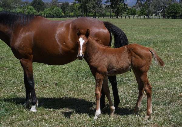 Rubi's Choice as a foal at Coolmore.