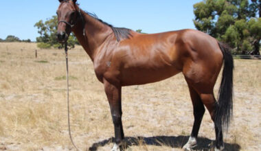 Sharma Princess is for sale again on Bloodstockauction - click to see her page.