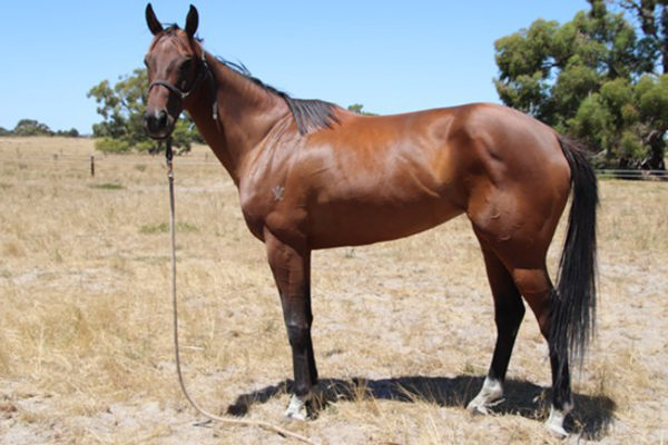 Sharma Princess is for sale again on Bloodstockauction - click to see her page.