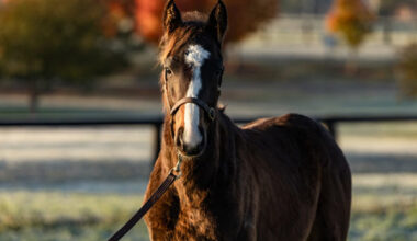 The Snitzel x Winx colt is out of Easter