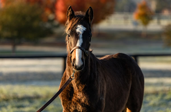 The Snitzel x Winx colt is out of Easter