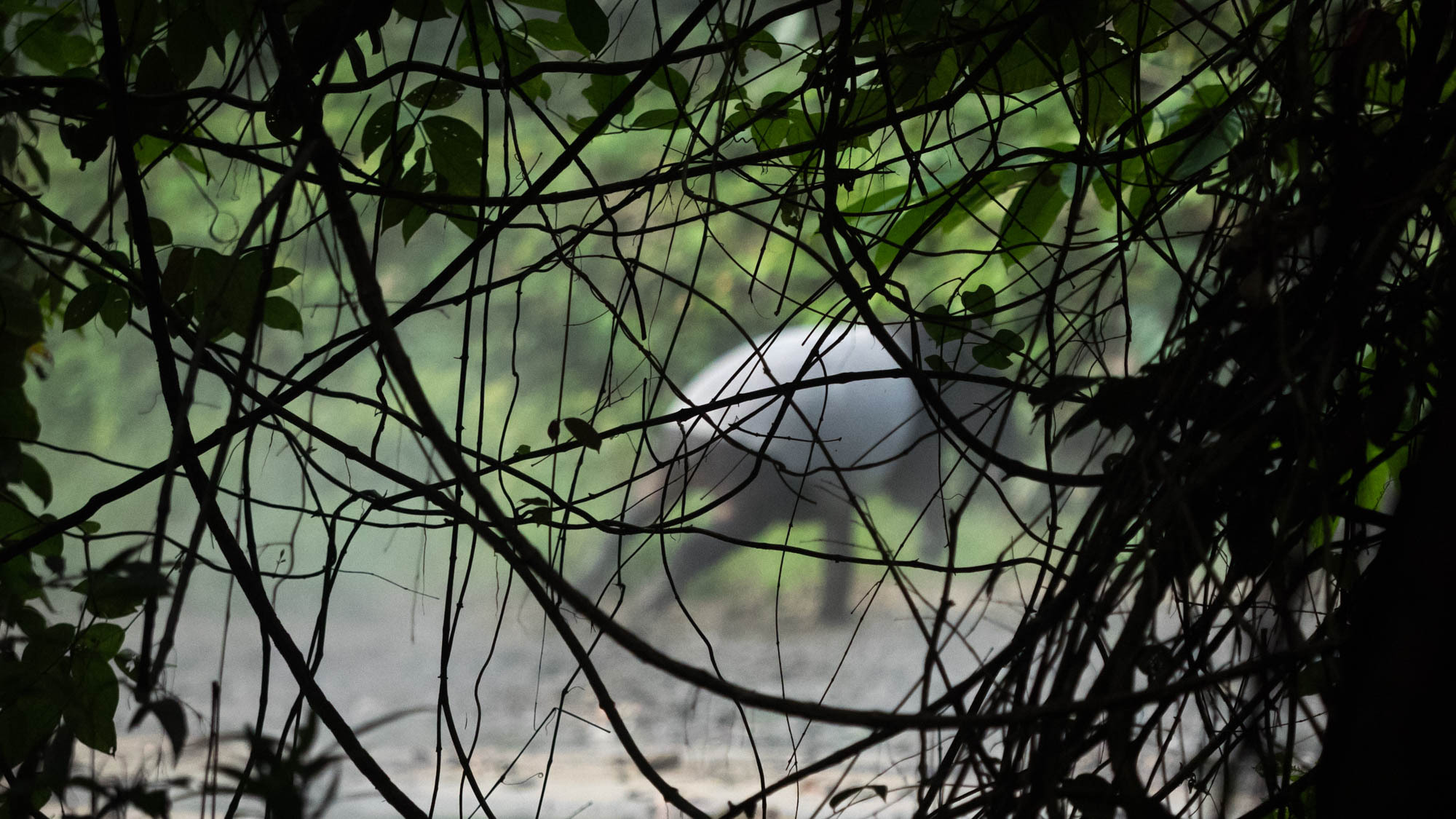 Asian tapir in forest undergrowth
