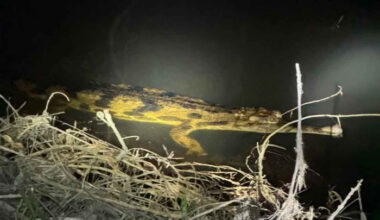 Bangkok Post - Endangered wild crocodile reappears in far South