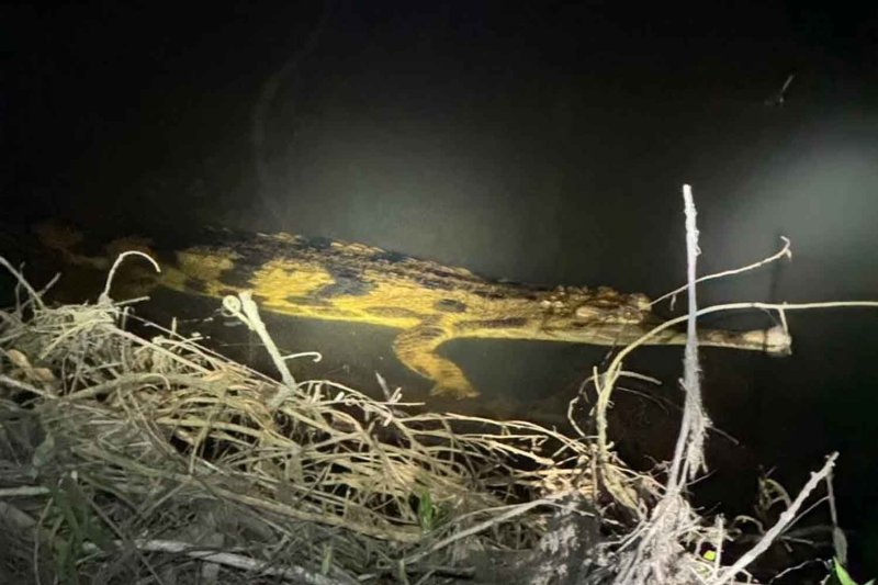 A very rare false gharial discovered in a canal in Tak Bai district of Narathiwat in late January. (Photo: Department of National Parks, Wildlife and Plant Conservation)
