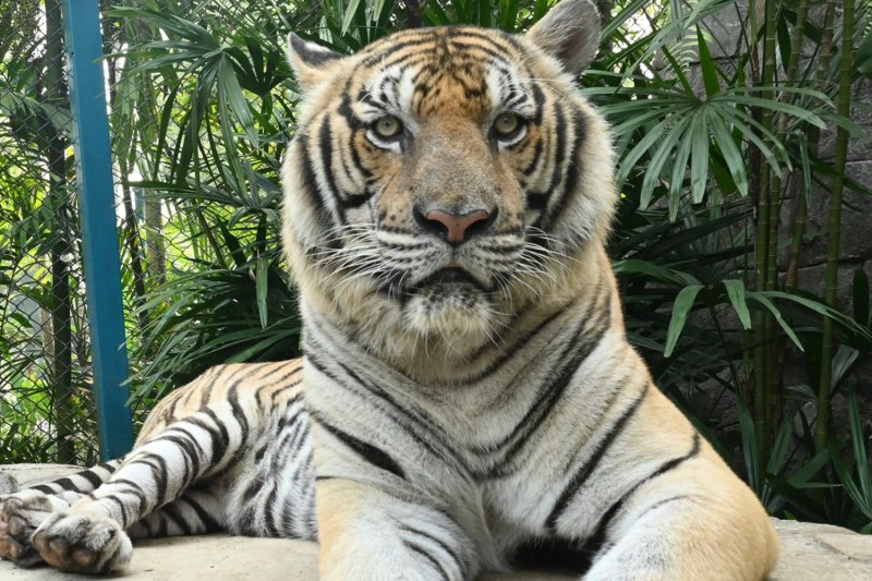 A regal resident of the Tiger Kingdom tourist attraction in Mae Rim district, Chiang Mai, where visitors were allowed to touch and take photos with the big cats. (Photo: Tiger Kingdom Chiang Mai Facebook)