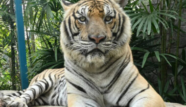 Cause of 72 Chiang Mai tiger deaths in question Bangkok Post Learning