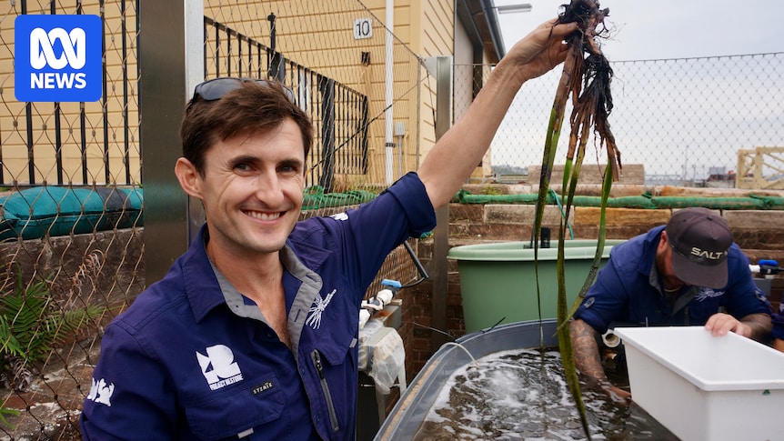 Marine biologists fight to save endangered seagrass species in Sydney Harbour