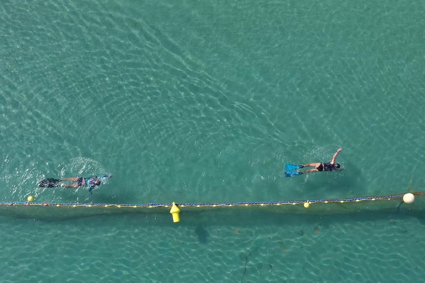 Aerial drone image of two swimmers swimming along a roped-off area at a beach in blue-green water.Â