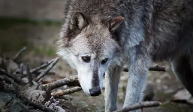 Yellowstone wolves may not have transformed the national park after all