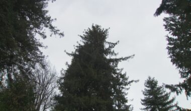 100-year-old redwood to come down as Seattle developer eyes new housing