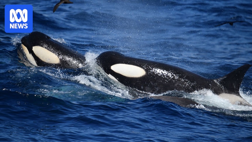 Antarctic type B killer whales seen for first time near WA's Bremer Bay