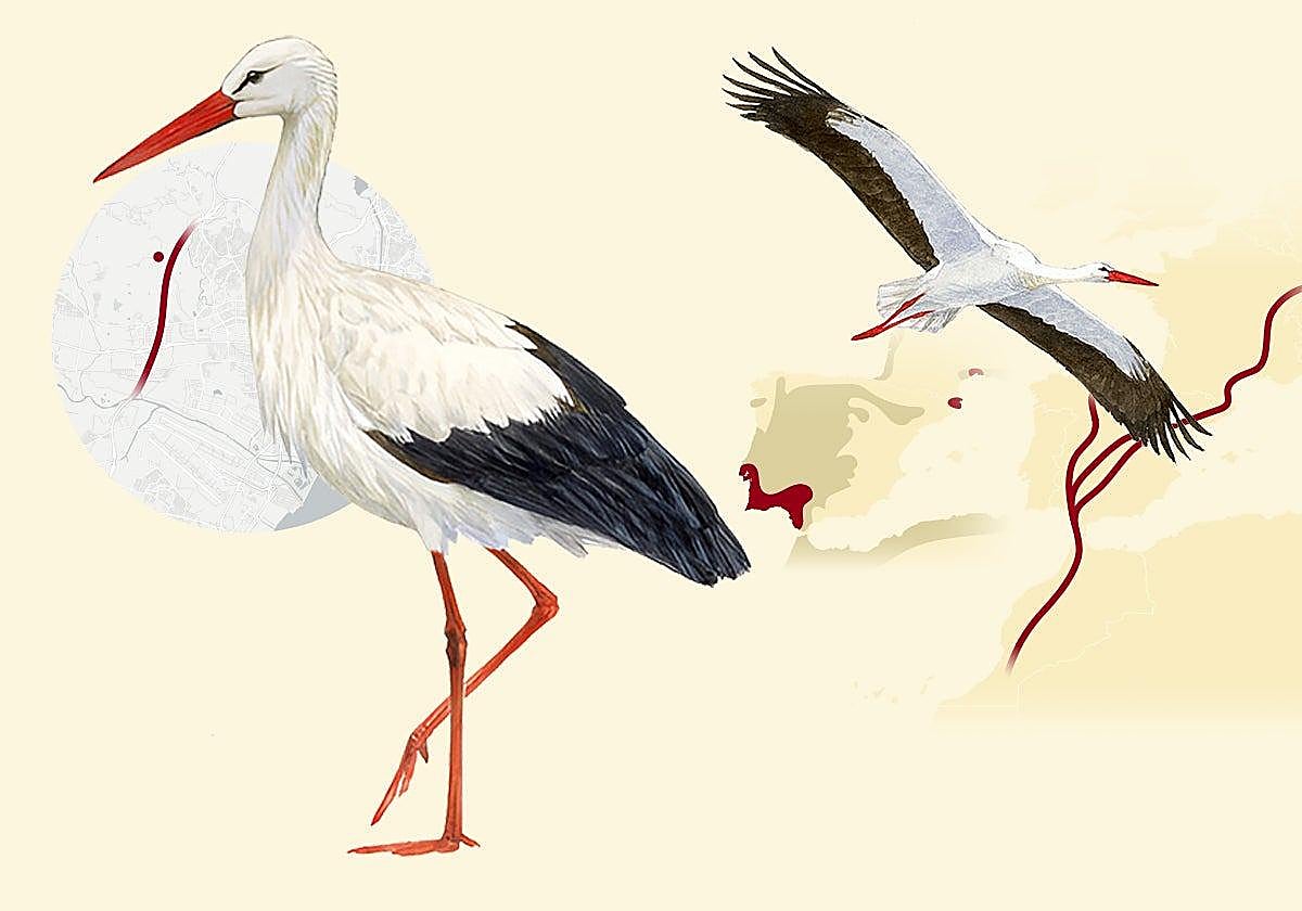 Why storks are swapping Africa for Malaga’s ring road