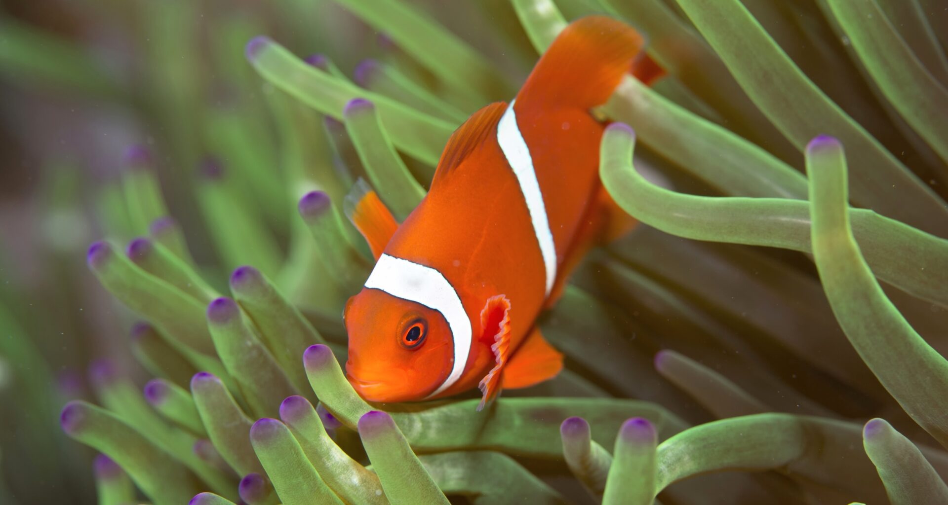 Young clownfish change their stripes based on social pressure