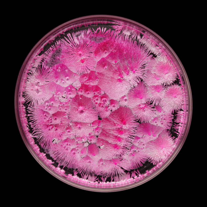 crystal garden seasons