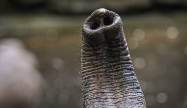 Whiskers on Elephant's Trunk Are Key to its Amazing Sense of Touch