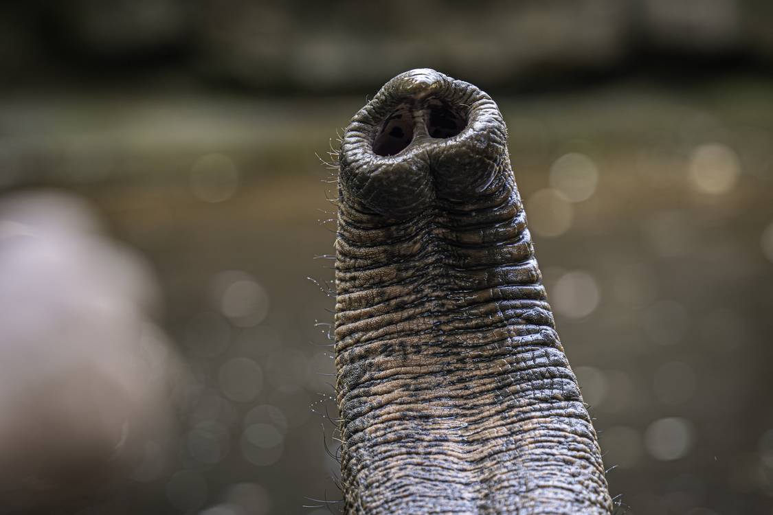 Whiskers on Elephant's Trunk Are Key to its Amazing Sense of Touch