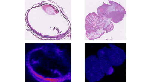 Inner retina of birds functions without oxygen