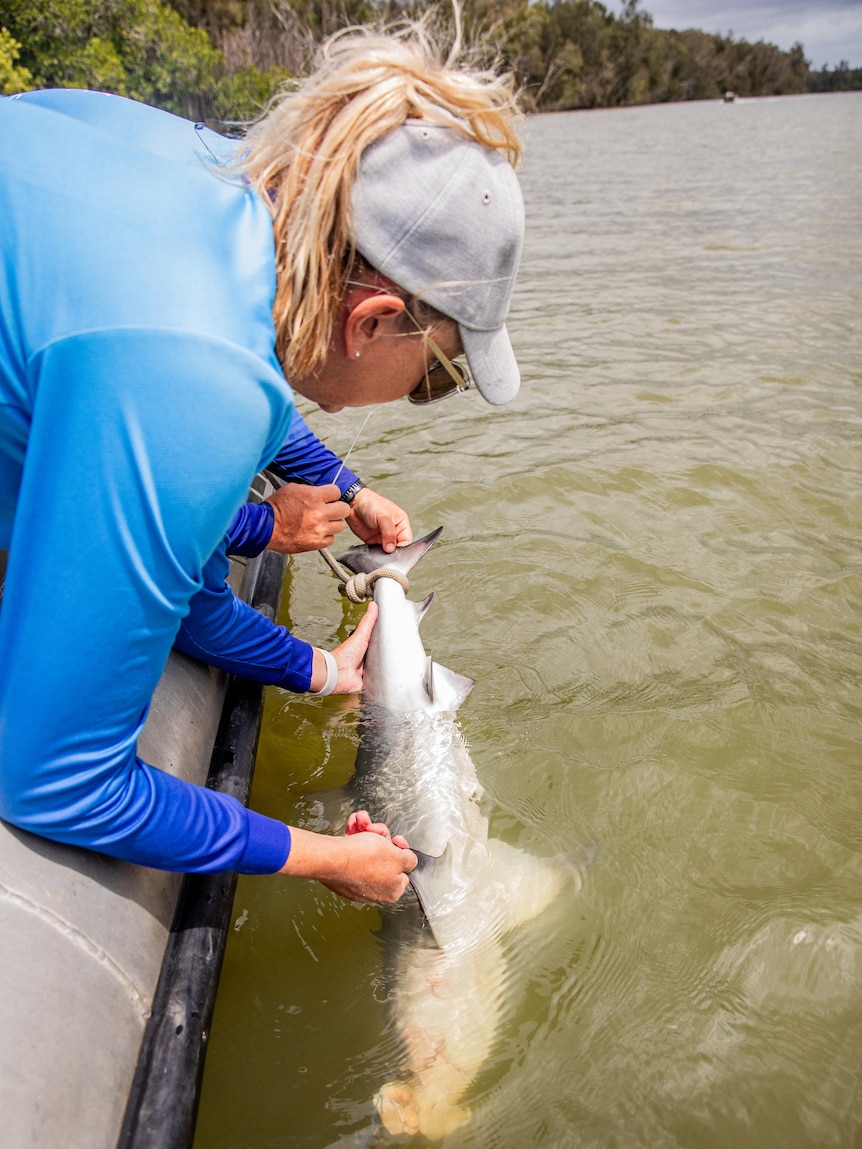 A woman wearing blue leans over the side of a boat and into water and holds up a shark.