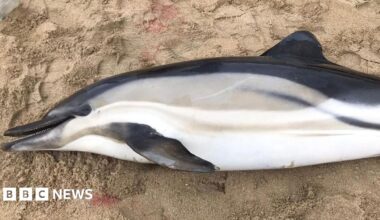 The body of a deceased dolphin on its side on a beach. The picture shows the animal has a missing tail.