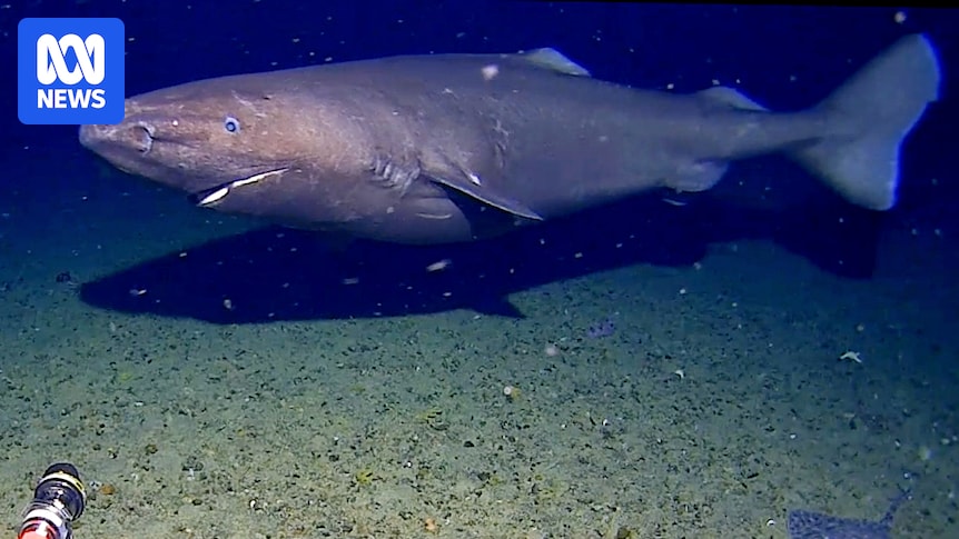 Shark filmed swimming in deep Antarctic waters for first time
