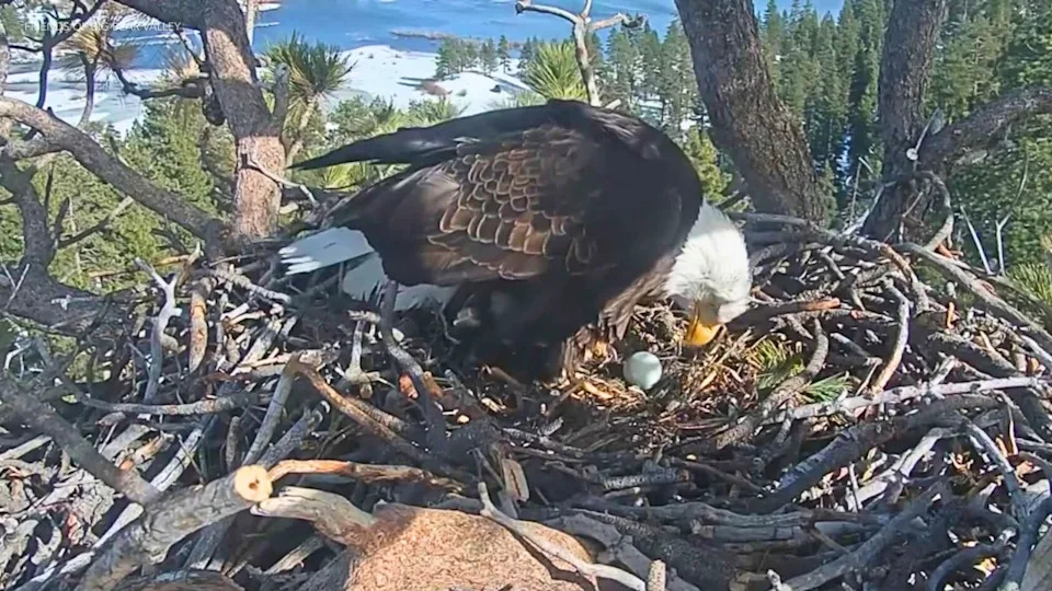 Friends of Big Bear Valley