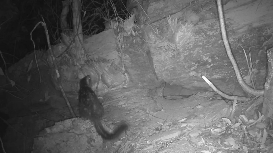  Screen from camera trap footage showing northern quoll in a rocky area with trees . 