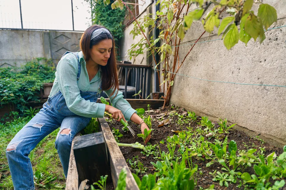 A person wearing casual gardening attire tends to a small urban garden, focused on nurturing various green plants in a raised bed