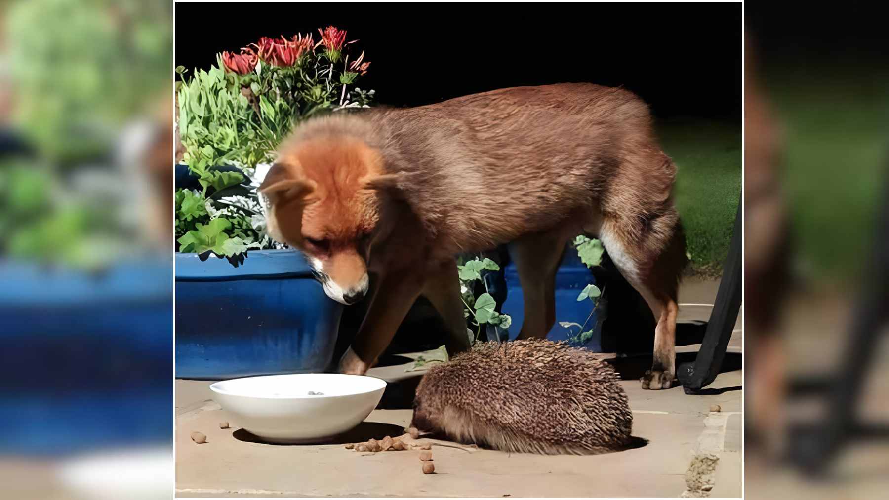 Red fox and hedgehog eating from a bowl of cat food in a garden at night in Dietlikon, Switzerland.