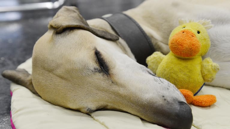 Switching up the playlist is recommended lest the song becomes associated with a negative experience like being left home alone.