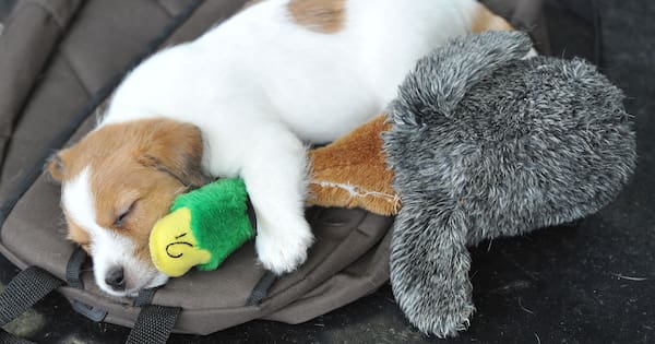 Why some dog owners share music with their 4-legged friends