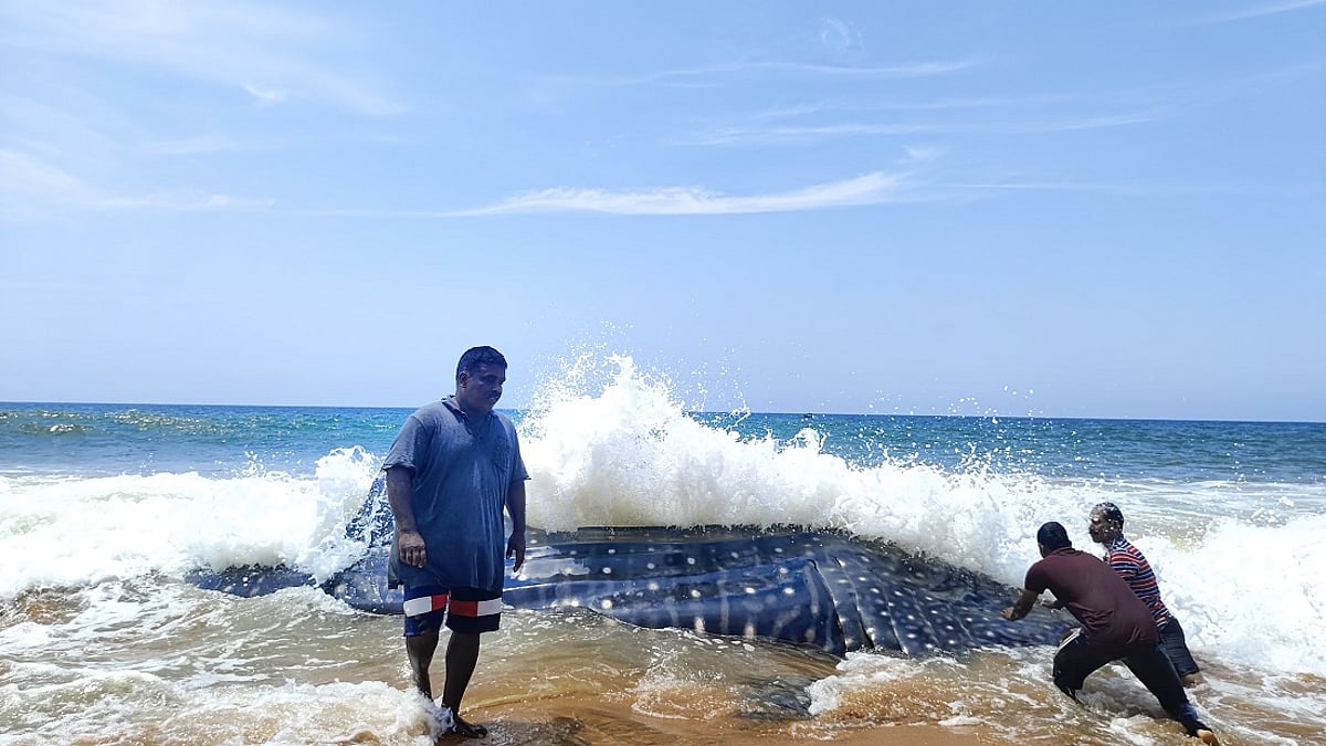 A Tale of Conservation and Community