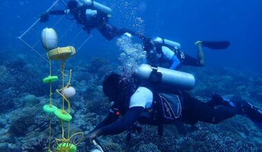 Thriving Coral Reef Discovered in Lakshadweep Amid Global Bleaching Crisis
