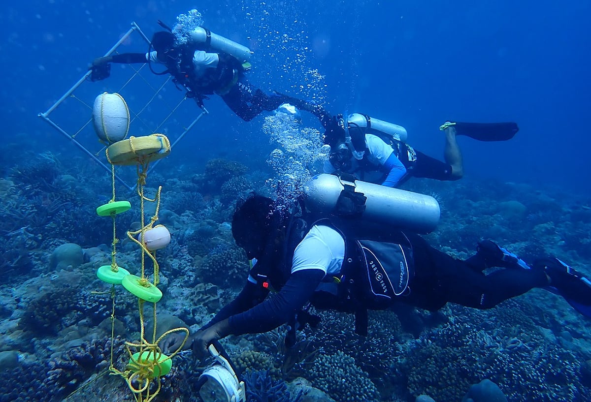 Thriving Coral Reef Discovered in Lakshadweep Amid Global Bleaching Crisis