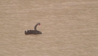 Drone footage reveals scale of damage from Canterbury floods