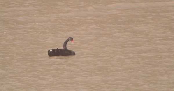 Drone footage reveals scale of damage from Canterbury floods