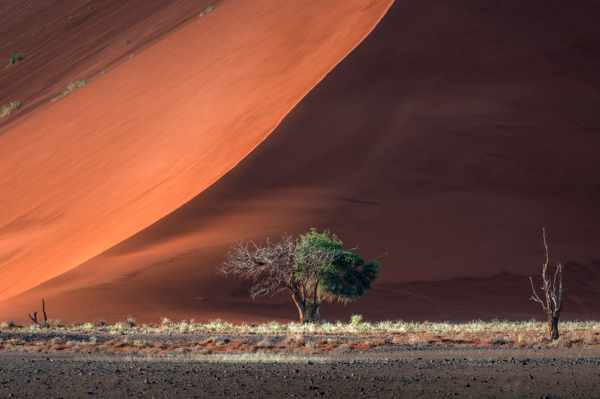 The Namib is one of the world's harshest climates.