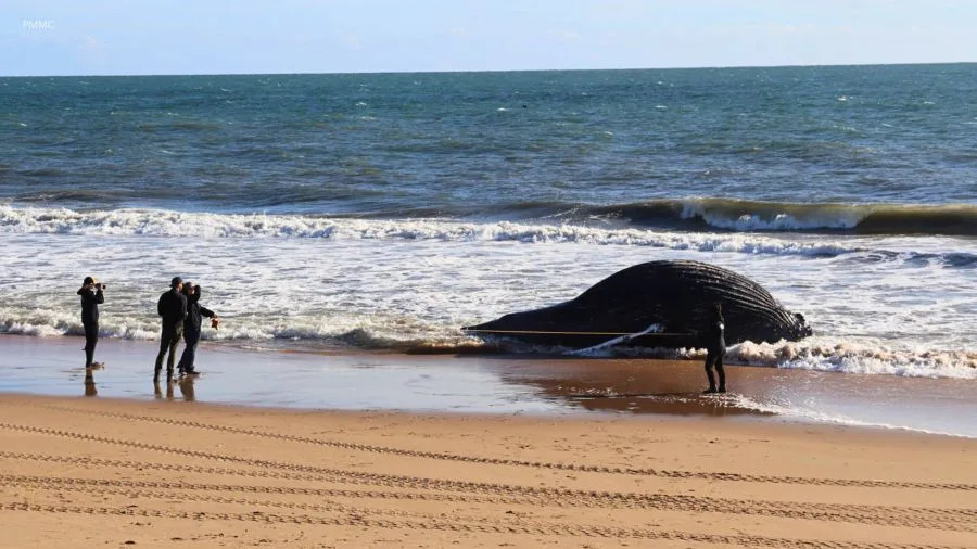 Deceased humpback whale partially submerged in surf at Newport Beach as responders stand nearby documenting the stranding.